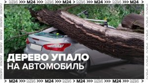 В Подмосковье ураган повалил дерево на автомобиль с ребенком - Москва 24