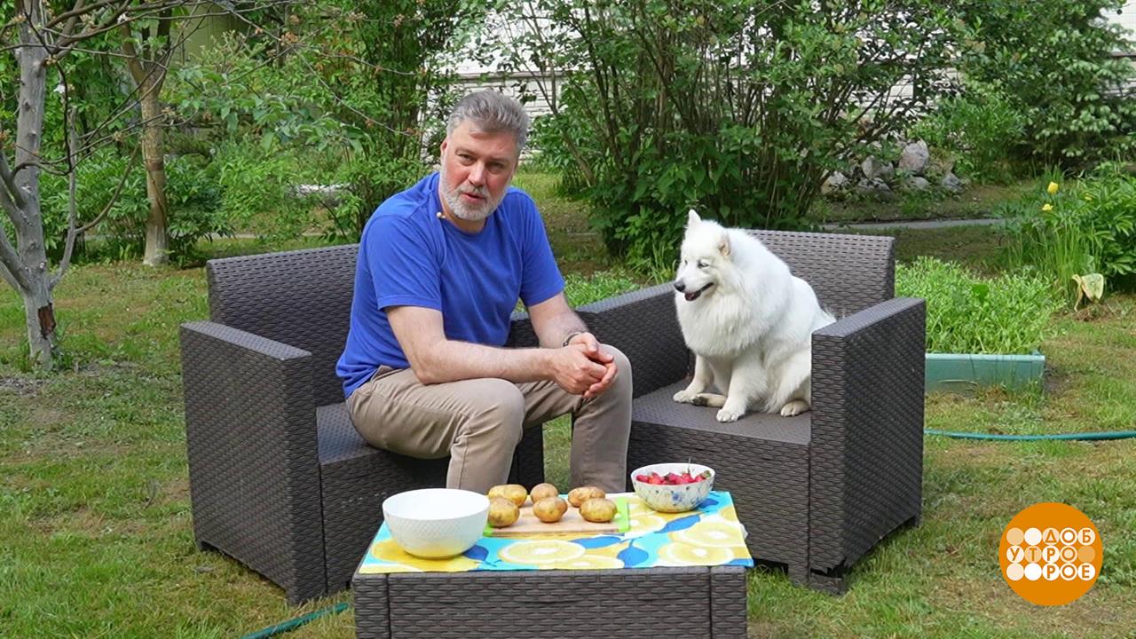 Овощи и фрукты, пожалуйте мыться! Доброе утро. Фрагмент выпуска от 09.07.2025