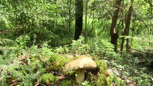 в ЛЕС по ГРИБЫ. ЛИСИЧКИ и БЕЛЫй ГРИБ в июле 2025