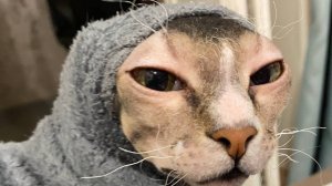 Маленькая играет. Пушистая и лысый друг.