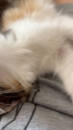 #ASMR#cat