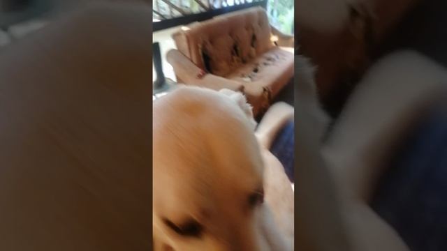 Букля и Арчибадьд приветствуют вас