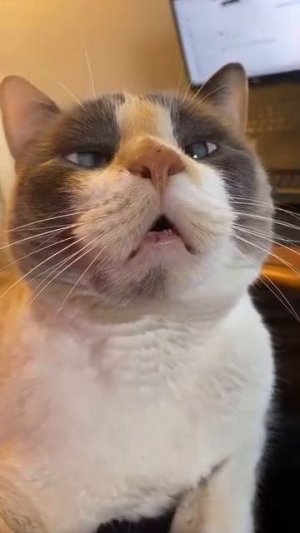 Котовое. Посмотри внутрь себя