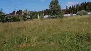 Зеленые Дали