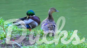Ducks