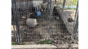 Воютино, собаки и их страдания. Ад, это концлагерь.