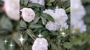 🌺 БЕЛЫЕ, КРАСНЫЕ ПИОНЫ, КОТ ШПРОТ 🌺 29 ИЮНЯ, 5 ИЮЛЯ 2025 г.🌺