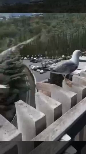 Весёлые чайки. 😅🤣😂