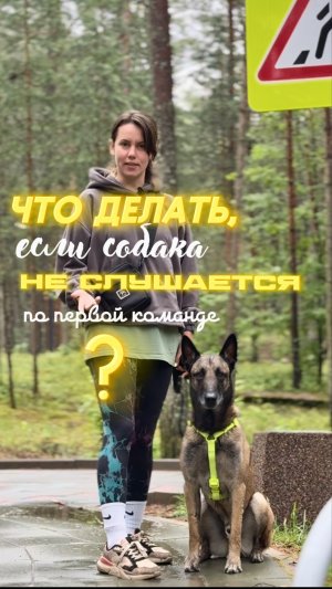 Что делать, если собака не слышит по первой команде? Ч 1 | ФанДогс
