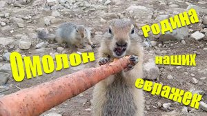 Омолон – Родина наших евражек.