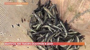 100 тысяч искусственно выведенных осетров выпустили в Дон