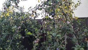 СОЗРЕВАЮТ СЛИВЫ В ГОРЯЧЕМ КЛЮЧЕ 🌿