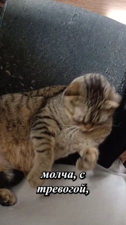 КОТИКИ СКУЧАЮТ БОЛЬШЕ ЛЮДЕЙ🥺💥🥺#cat #кот #Цитаты #сезонконтентаRUTUBE
