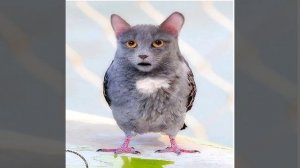 первое видео