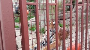 Тигричка Сима сказала всем, что шутки в сторону, я - тигрица Серафима