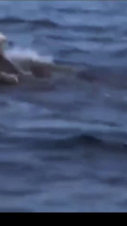 1000017499.mp4