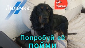Собака дома послушная а на улице нет 🤔
