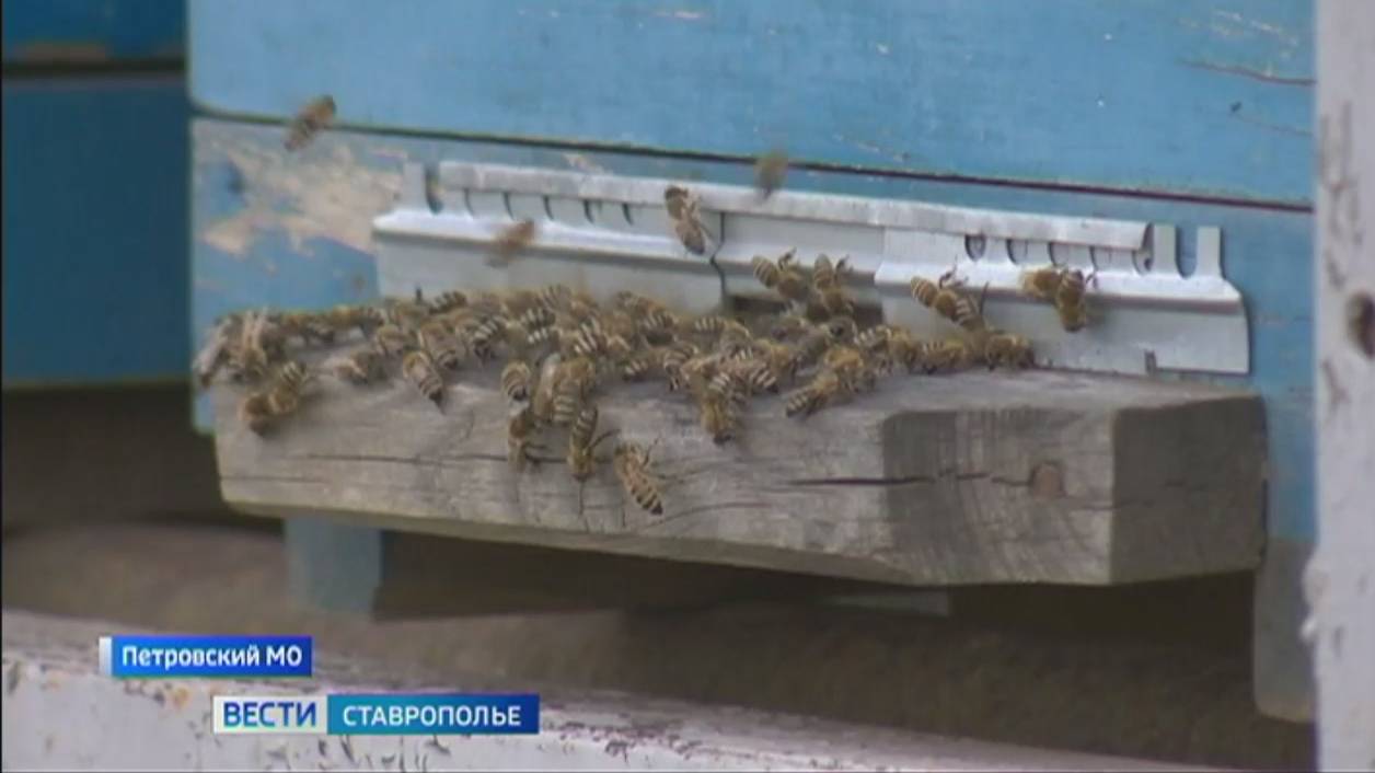 На Ставрополье стартует самая ароматная уборочная кампания