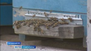 На Ставрополье стартует самая ароматная уборочная кампания