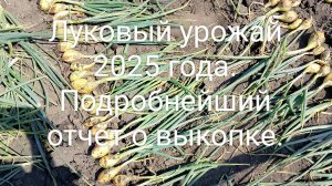 Луковый урожай 2025 года. Подробнейший отчёт о выкопке и сушке.
