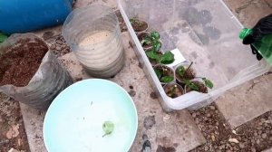 100% укоренение роз, получается даже у новичков