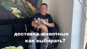 Доставка котят. Как правильно выбрать перевозчика?