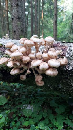 🍄ОПЯТА МАССОВО ПОШЛИ В ПОДМОСКОВЬЕ 8 ИЮЛЯ 2025!💥БЕРЁМ КОРЗИНЫ И В ЛЕС ЗА ГРИБАМИ!!!🌿