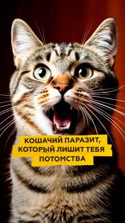Кошачий паразит, который лишит тебя потомства