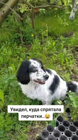 Помогатор...)))