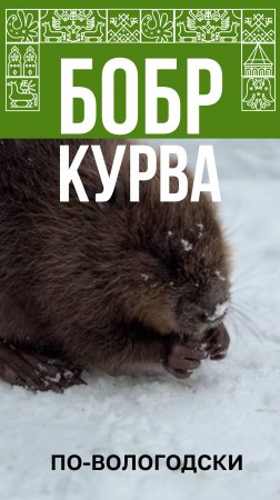 Бобренок Устюжок из зоосада Деда Мороза в трендах