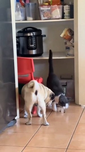 Братан, я тебе покушать принёс