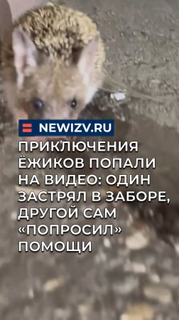 Приключения ежиков попали на видео: один застрял в заборе, другой сам "попросил" помощи