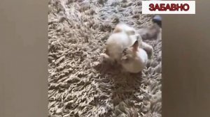 ПРИКОЛЫ С КОТАМИ! СМЕШНЫЕ КОШКИ И СОБАКИ! СМЕШНЫЕ ЖИВОТНЫЕ!