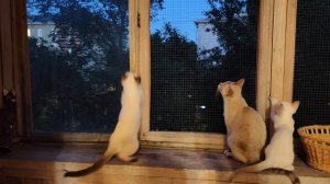 Котята ловят мотылька