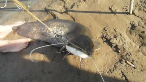 Азеево Мокша поймали Сома