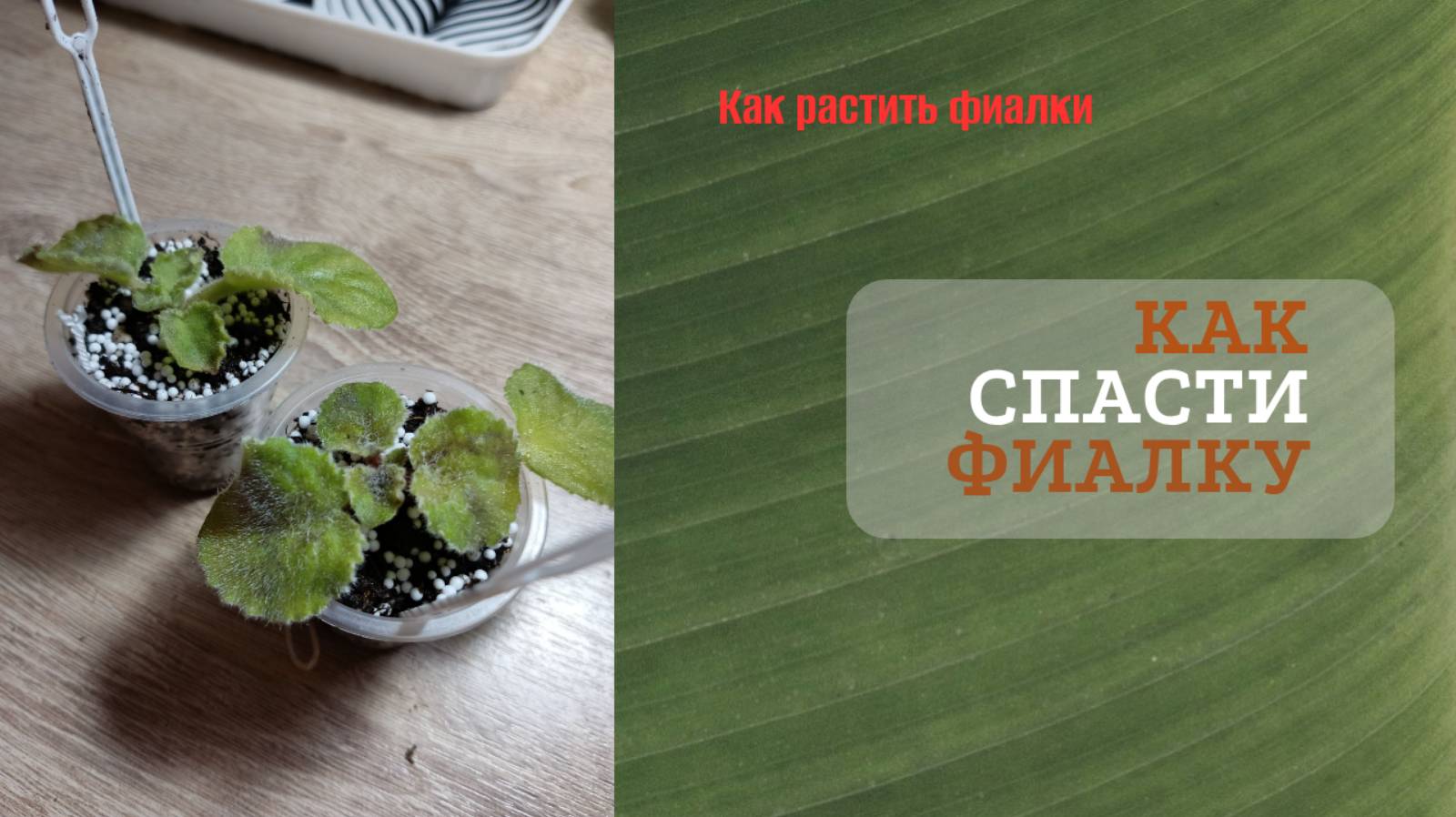Как спасти фиалку, если подсушили корневую систему