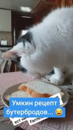 Бутерброды для котов...)))