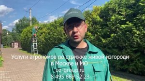 Услуги Агрономов по обрезке живой изгороди из туй на дачных участках Москвы и МО. Тел. 84956695223