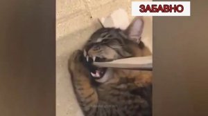 ПРИКОЛЫ С КОТАМИ! СМЕШНЫЕ КОШКИ И СОБАКИ! СМЕШНЫЕ ЖИВОТНЫЕ!