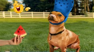 Неожиданный смех с этими забавными собаками 😹🐶 Лучшие смешные видео с собаками за 2025 год