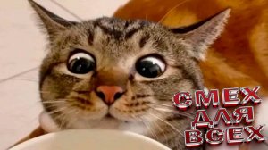 САМЫЕ ЗАБАВНЫЕ ЖИВОТНЫЕ🤣ЛУЧШИЕ ПРИКОЛЫ 🤗😸ТОП приколов с животными👹ЛУЧШИЕ ЖИВОТНЫЕ
