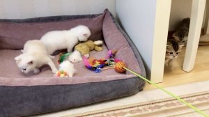 Котятам кошки Кайли 24 дня.