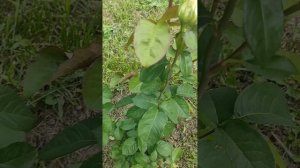 РОЗЫ как перезимовали)!