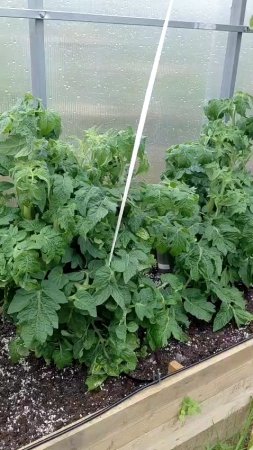 Низкорослые томаты 🍅 #сад #огород #томаты #цветы #растения #дача