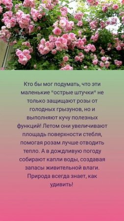 Шипы - лучшие друзья роз! 🤗🌹🌿