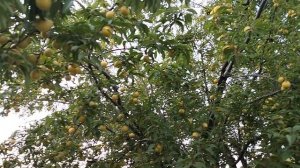 АБРИКОСЫ В ГОРЯЧЕМ КЛЮЧЕ 🍑