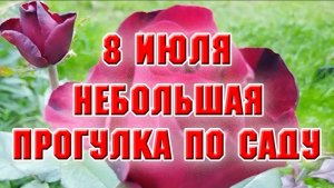 8 июля. Прогулка по новым клумбам