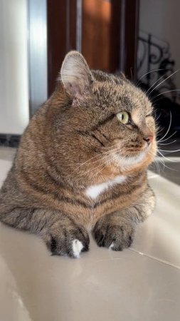 Котик - глаз не оторвать