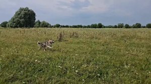 С Каюром к реке