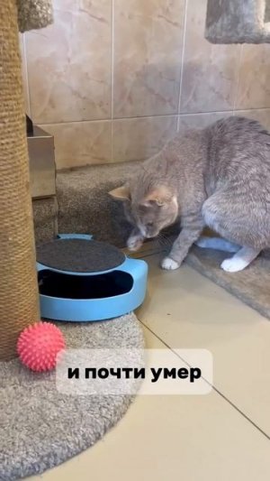 Давайте знакомиться, Люсик